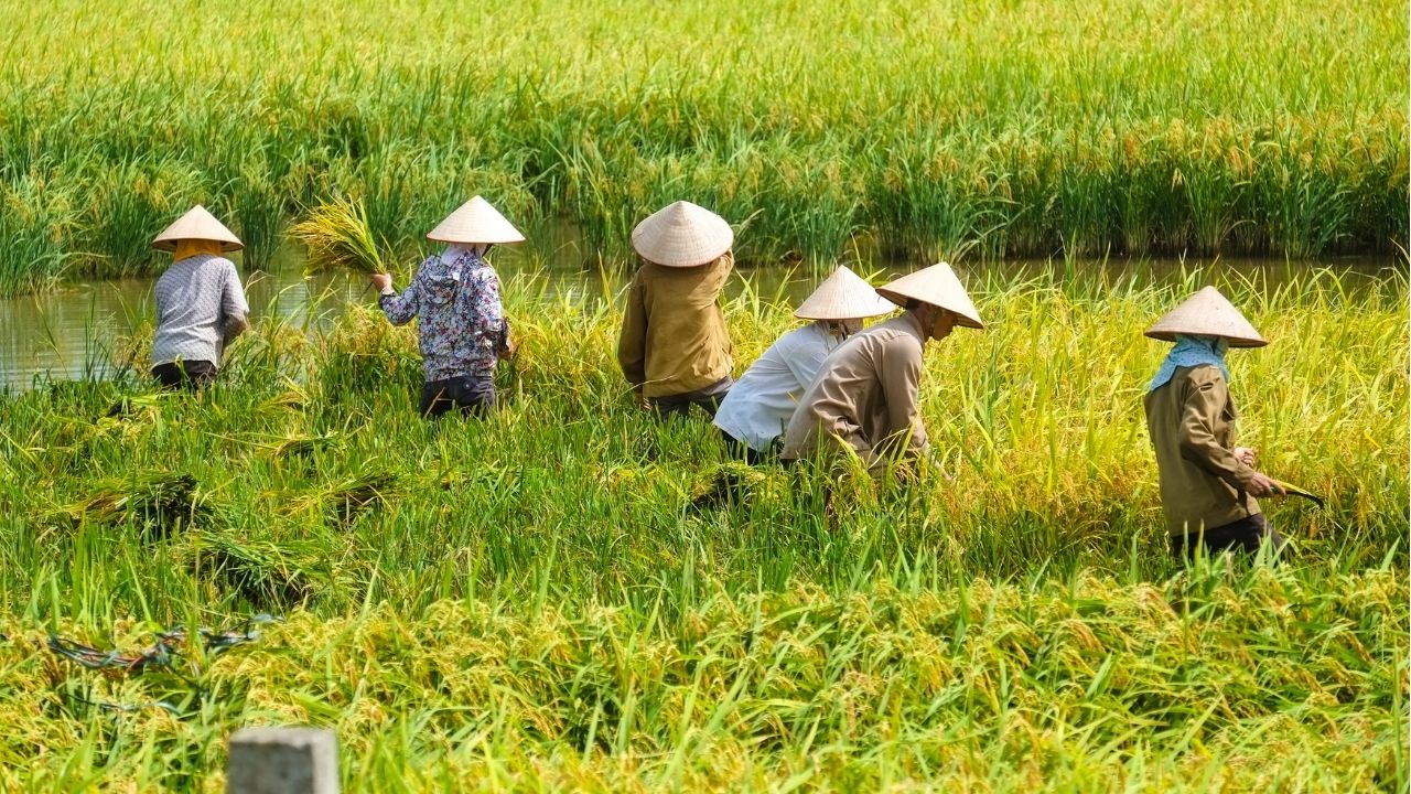 เงินช่วยชาวนาไร่ละ 1000 บาท คาดเริ่มโอน 1 ก.ย. 68