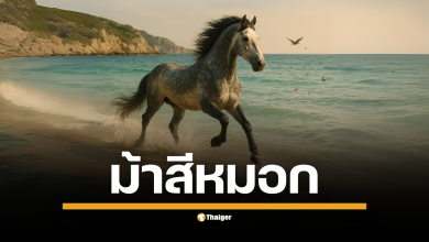 มาเช็กด่วน! ม้าสีหมอก งวด 16 ส.ค. 2568 ชุดบน-ล่างครบ เด่น 4-8 และ 0-5 พร้อมคู่สองตัวน่าตาม อัปเดตทันงวด โปรดใช้วิจารณญาณ