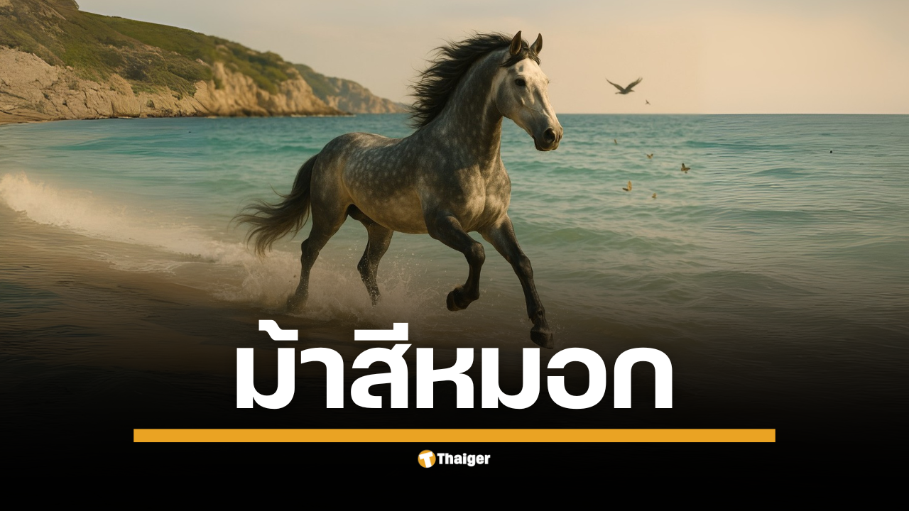 มาเช็กด่วน! ม้าสีหมอก งวด 16 ส.ค. 2568 ชุดบน-ล่างครบ เด่น 4-8 และ 0-5 พร้อมคู่สองตัวน่าตาม อัปเดตทันงวด โปรดใช้วิจารณญาณ