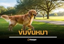 คลิปพฤติกรรมสุดสะเทือนใจ พลเมืองดีจับได้คาหนังคาเขา ชายวัย 59 ปี ข้าราชการในหน่วยงานแห่งหนึ่ง กำลังกระทำชำเราสุนัขจรจัดภายในห้องน้ำของสวนสาธารณะ สนามกีฬาวู้ดบอล แหลมสนอ่อน จังหวัดสงขลา เจ้าตัวยอมรับสารภาพว่าทำแบบนี้มานานเป็นปีแล้ว