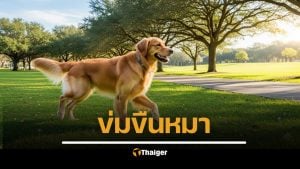 คลิปพฤติกรรมสุดสะเทือนใจ พลเมืองดีจับได้คาหนังคาเขา ชายวัย 59 ปี ข้าราชการในหน่วยงานแห่งหนึ่ง กำลังกระทำชำเราสุนัขจรจัดภายในห้องน้ำของสวนสาธารณะ สนามกีฬาวู้ดบอล แหลมสนอ่อน จังหวัดสงขลา เจ้าตัวยอมรับสารภาพว่าทำแบบนี้มานานเป็นปีแล้ว