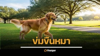 คลิปพฤติกรรมสุดสะเทือนใจ พลเมืองดีจับได้คาหนังคาเขา ชายวัย 59 ปี ข้าราชการในหน่วยงานแห่งหนึ่ง กำลังกระทำชำเราสุนัขจรจัดภายในห้องน้ำของสวนสาธารณะ สนามกีฬาวู้ดบอล แหลมสนอ่อน จังหวัดสงขลา เจ้าตัวยอมรับสารภาพว่าทำแบบนี้มานานเป็นปีแล้ว