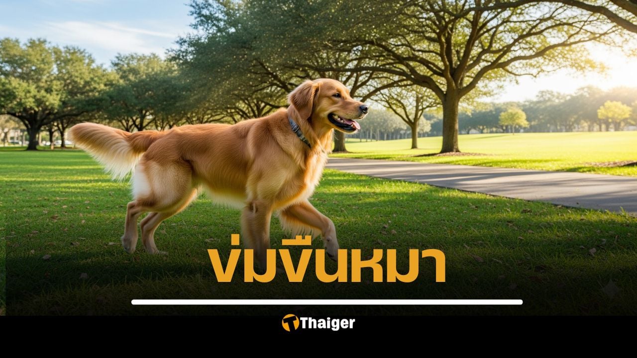 คลิปพฤติกรรมสุดสะเทือนใจ พลเมืองดีจับได้คาหนังคาเขา ชายวัย 59 ปี ข้าราชการในหน่วยงานแห่งหนึ่ง กำลังกระทำชำเราสุนัขจรจัดภายในห้องน้ำของสวนสาธารณะ สนามกีฬาวู้ดบอล แหลมสนอ่อน จังหวัดสงขลา เจ้าตัวยอมรับสารภาพว่าทำแบบนี้มานานเป็นปีแล้ว