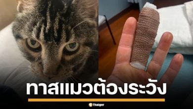 สาวมะกัน โดนแมวข่วนปลายนิ้ว สุดท้ายติดเชื้อหนัก ต้องนอน รพ.ซ้ำโดนถอดเล็บ