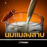 นมแมลงสาบ คุณค่าสูงกว่านมวัว 3 เท่า ซุปเปอร์ฟูดแห่งอนาคต เปิดกรรมวิธีสุดหยึ๋ย