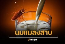 นมแมลงสาบ คุณค่าสูงกว่านมวัว 3 เท่า ซุปเปอร์ฟูดแห่งอนาคต เปิดกรรมวิธีสุดหยึ๋ย
