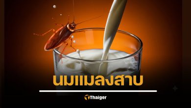 นมแมลงสาบ คุณค่าสูงกว่านมวัว 3 เท่า ซุปเปอร์ฟูดแห่งอนาคต เปิดกรรมวิธีสุดหยึ๋ย