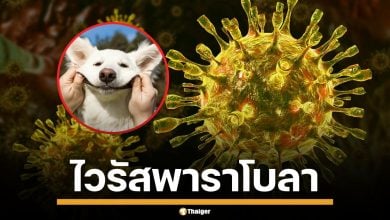 ชื่อไวรัสคุ้นๆ "อ.เจษฎา" ยัน "ไวรัสพาราโบลา" ติดจากหมาแมว ไม่มีอยู่จริง
