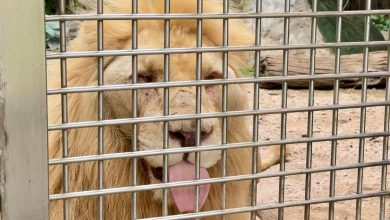 สิงโตในสวนสัตว์เขาเขียว