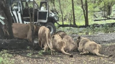 ฝูงสิงโตในโซนสวนสัตว์เปิดของซาฟารีเวิลด์