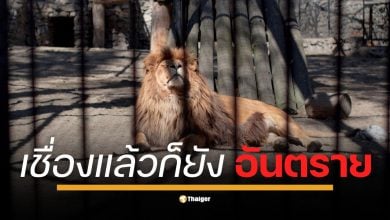 เปิดเหตุผลทางวิทยาศาสตร์ ทำไมสิงโตในสวนสัตว์จึงไว้ใจไม่ได้ เผยสัญชาตญาณนักล่า-ความเครียดในกรงเลี้ยง-ปัญหาสุขภาพ ล้วนเป็นปัจจัยเสี่ยง แม้จะถูกเลี้ยงมาตั้งแต่เล็ก