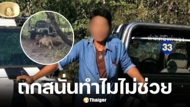 ชาวเน็ตถกสนั่น ทำไมไม่ช่วยพี่เจียนเหยื่อถูกสิงโตขย้ำดับ