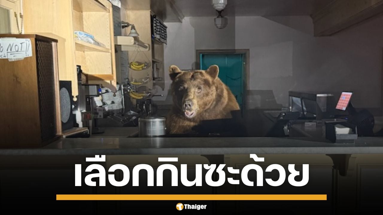 ตำรวจผงะ หมีสายหวาน กำลังโซ้ยไอติม หลังเคาน์เตอร์ แถมเลือกกินแต่รสเดียว