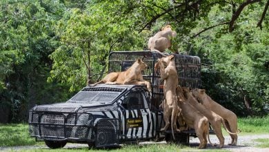 ภาพจัดแสดงโซนสัตว์ดุร้ายในซาฟารีเวิลด์