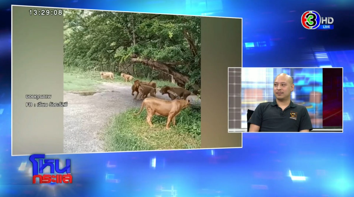 เต้ย อุปนายกสมาคมผู้นิยมสัตว์เลี้ยงชนิดพิเศษ เผย สิงโตเลี้ยงให้เชื่องได้