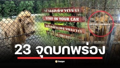 มาแล้ว! ผลสอบสวนมาตราฐาน กรงสิงโต-เสือ สวนสัตว์ซาฟารีเวิลด์ หลังเหตุสิงโตขย้ำ จนท. พบรั้วชำรุด-ป้ายเตือนไม่พอ-สวัสดิภาพสัตว์ต่ำกว่ามาตรฐาน มากถึง 23 จุด