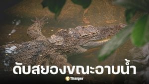 จระเข้ขย้ำชายชราวัย 80 ขณะอาบน้ำ ชาวบ้านเจอแค่ศีรษะลอยน้ำ