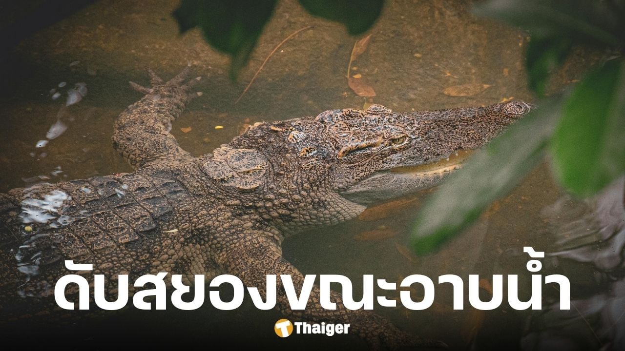 จระเข้ขย้ำชายชราวัย 80 ขณะอาบน้ำ ชาวบ้านเจอแค่ศีรษะลอยน้ำ
