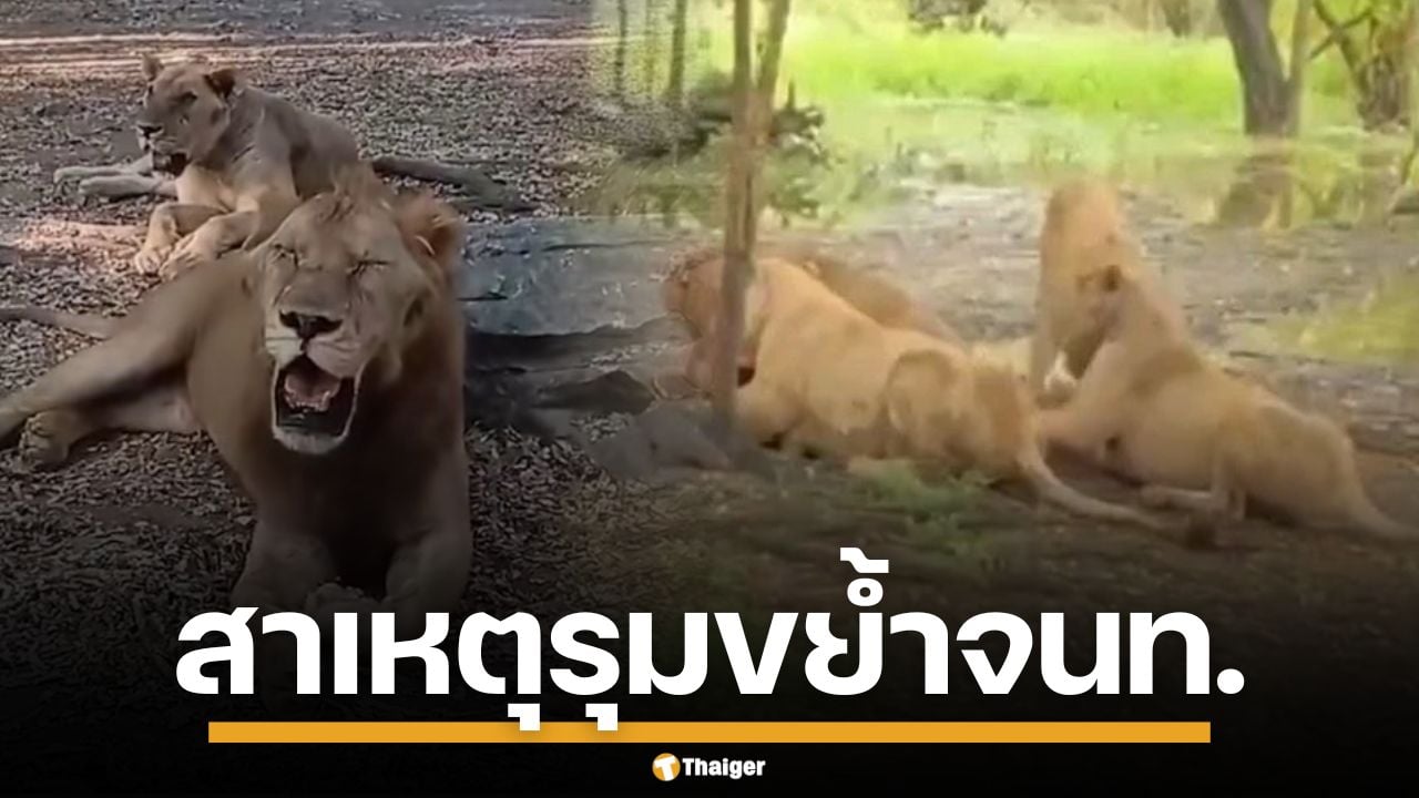 เปิดสาเหตุ สิงโต รุมขย้ำ จนท.สวนสัตว์ดับ บทเรียนราคาแพง สัตว์นักล่าไม่ควรไว้ใจ