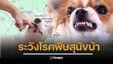 แจ้งเตือน 11 พื้นที่ โรคพิษสุนัขบ้า กรุงเทพ-สมุทรปราการ เฝ้าระวัง โดนกัดรีบฉีดวัคซีนทันที