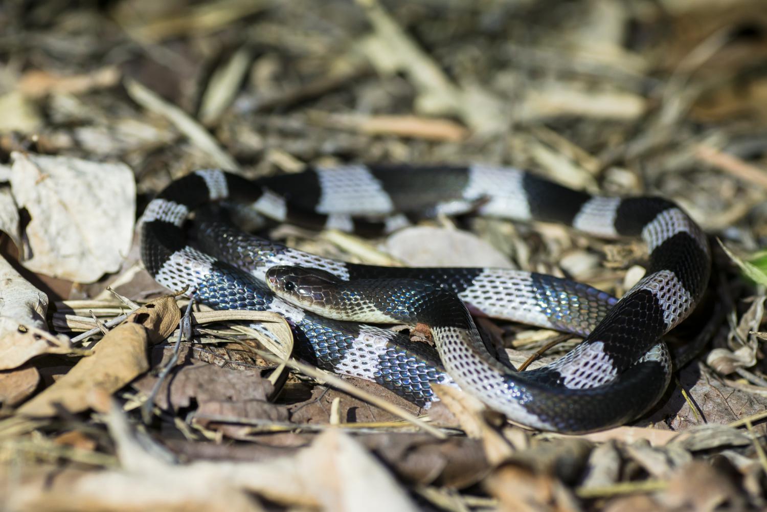 งูทับสมิงคลา (Common Krait) ซึ่งเป็นงูพิษร้ายแรง