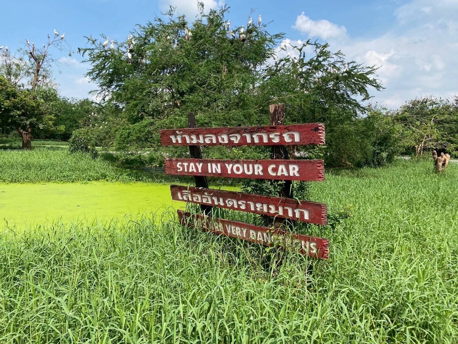 ผลสอบสวนมาตราฐาน กรงสิงโต-เสือ สวนสัตว์ซาฟารีเวิลด์