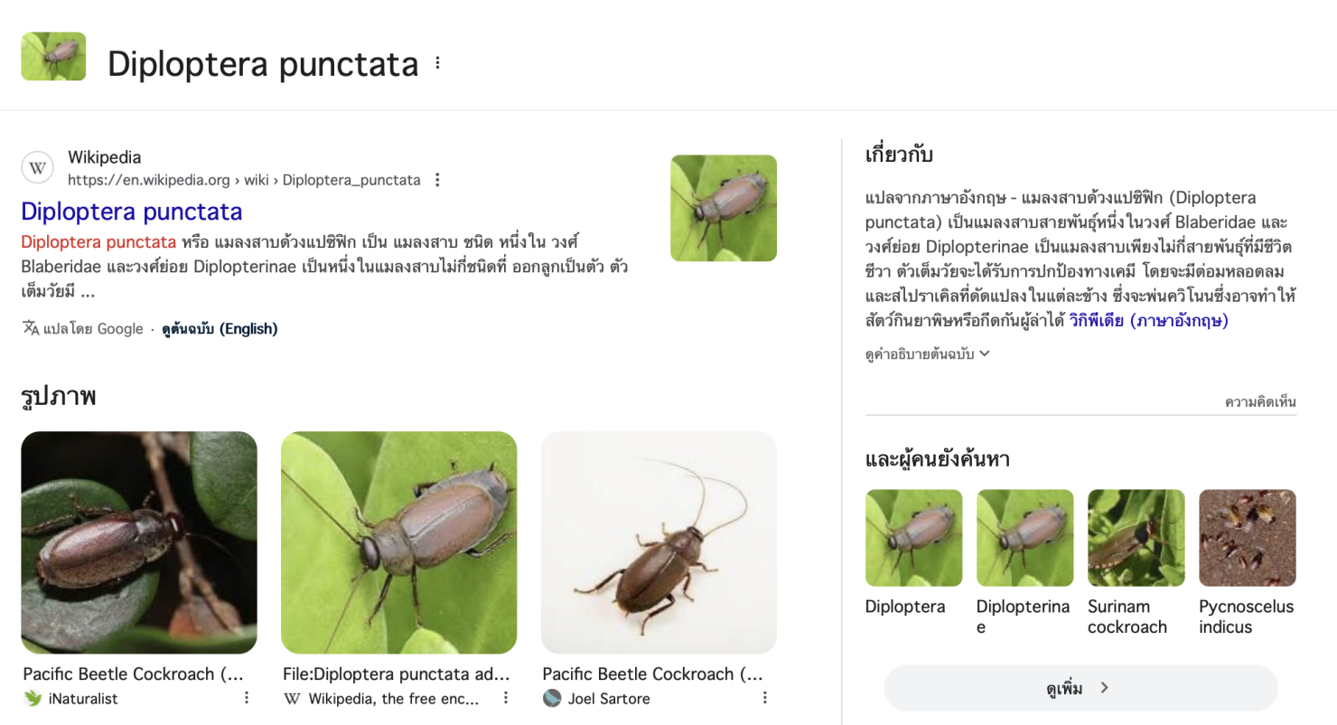 นมแมลงสาบ สายพันธุ์ Diploptera punctata คุณค่าทางโภชนาการสูงกว่านมวัว 3 เท่า ไม่มีน้ำตาลแลคโตส