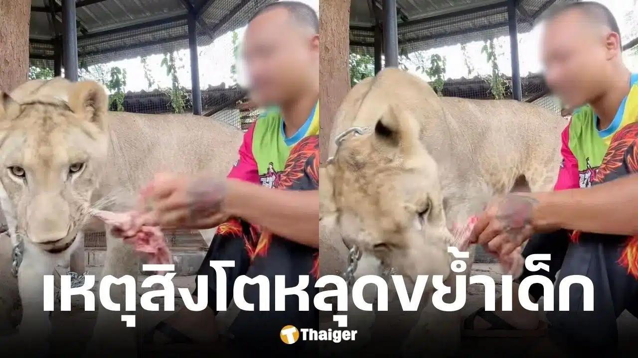 เจ้าของสิงโตเปิดใจขอโทษ-พร้อมเยียวยา หลังหลุดขย้ำเด็ก 11 ขวบ