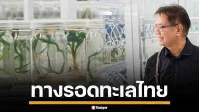 &quot;อ.ธรณ์&quot; ทำสำเร็จ เพาะเลี้ยง &quot;หญ้าคาทะเล&quot; ได้เป็นที่แรกของไทย และแห่งเดียวในโลก