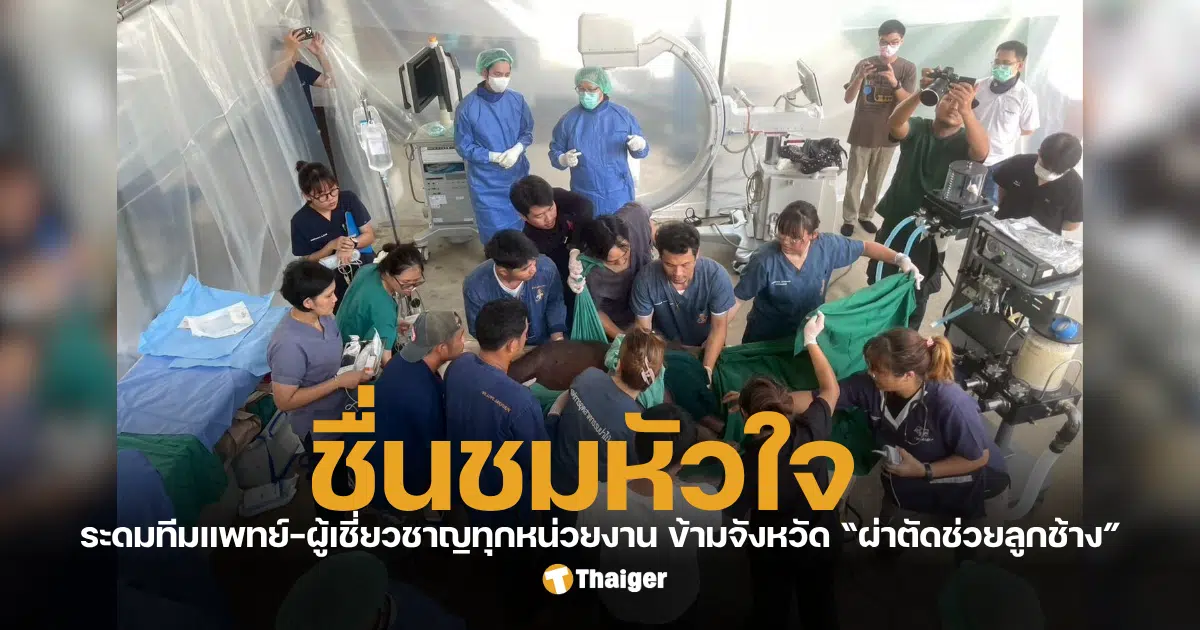 โรงพยาบาลช้าง ศูนย์อนุรักษ์ช้างไทย