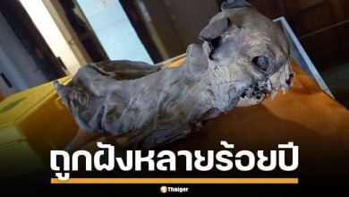 อังกฤษ พบ "แมวมัมมี่" ในกำแพงโบสถ์เก่านับร้อยปี คาดใช้เป็นเครื่องราง เฝ้าหลุมศพกษัตริย์