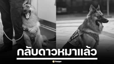 แฟนคลับใจหาย "ซาโบ้" สุนัขตำรวจ K9 กลับดาวหมาอย่างสงบ หลังป่วยหนัก