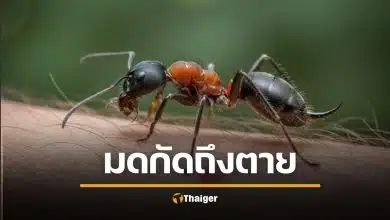 คนไทย มดตะนอยกัดจนตาย เจอได้บ่อย แต่มองข้ามพิษร้ายแรงมาก