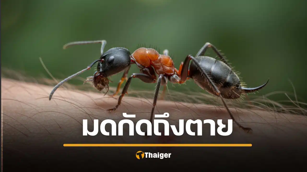 คนไทย มดตะนอยกัดจนตาย เจอได้บ่อย แต่มองข้ามพิษร้ายแรงมาก