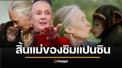 สิ้น เจน กูดดอลล์ นักวานรวิทยาชื่อดัง แม่พระของชิมแปนซี อุทิศตนจนวันสุดท้าย