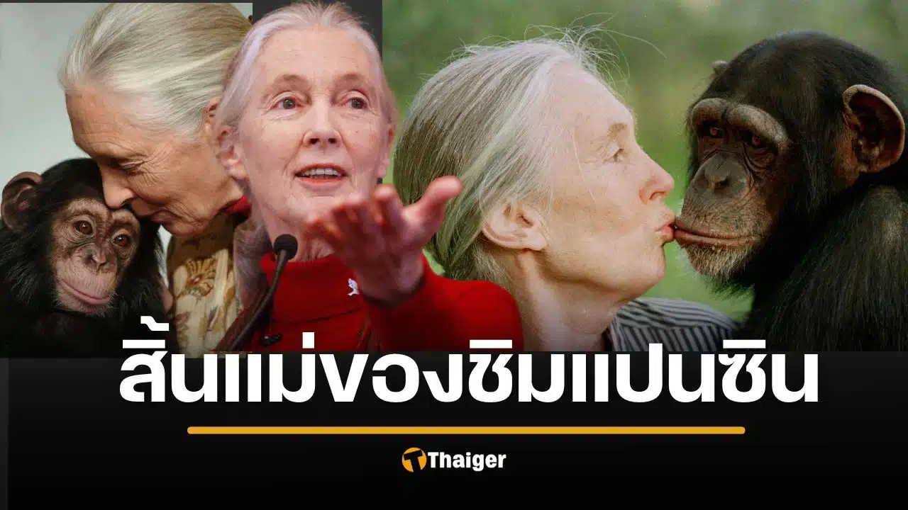 สิ้น เจน กูดดอลล์ นักวานรวิทยาชื่อดัง แม่พระของชิมแปนซี อุทิศตนจนวันสุดท้าย