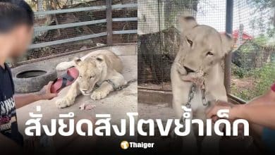 รมว.สุชาติ สั่งยึดสิงโตอินฟลูฯ ดัง หลังหลุดขย้ำเด็กเรียกเก็บค่าเลี้ยงดูตลอดชีวิต