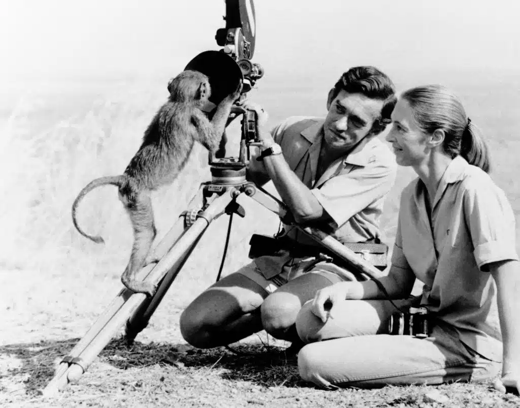 FILE - Anthropologist Jane Goodall, right with husband Hugo van lawick behind camera, January 1974. Goodall, the conservationist renowned for her groundbreaking chimpanzee field research and globe-spanning environmental advocacy, died Wednesday, Oct. 1, 2025. She was 91.