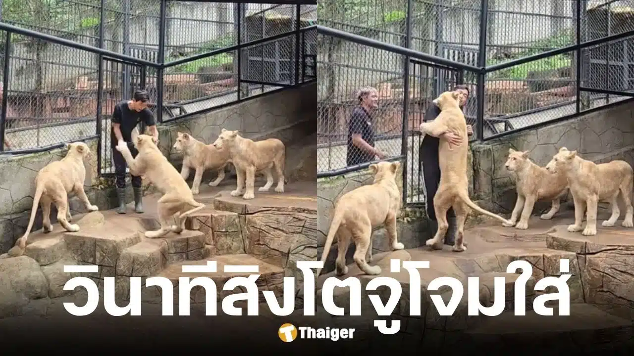 ภูผา เตชะณรงค์ โพสต์คลิปเล่นกับสิงโต