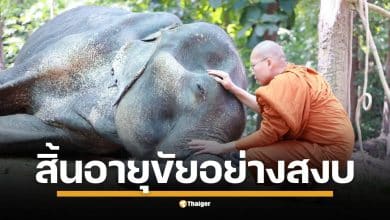 พระครูอ๊อด วัดเจดีย์หลวง แจ้งข่าวผ่านโซเชียล หนึ่งใน “ช้างตระกูลแสน” สิ้นอายุขัยอย่างสงบ ชี้เป็นช้างทำงานรุ่นสุดท้ายสายเพชรบูรณ์