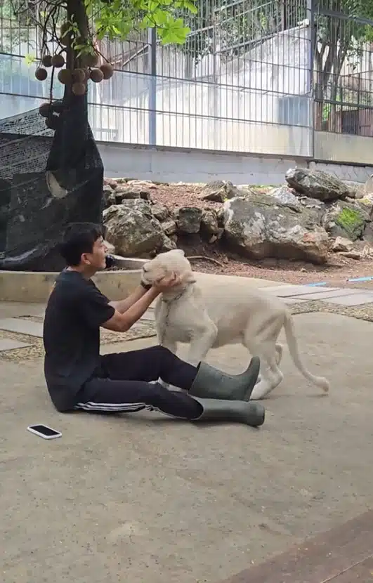ภูผา เตชะณรงค์ เล่นกับสิงโต