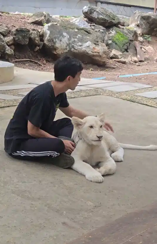 ภูผา เตชะณรงค์ เล่นกับสิงโต - 2