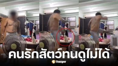 หนุ่มโหดอัดคลิปเตะแมว-โพสต์ขู่จะเอาให้ตายทุกตัว