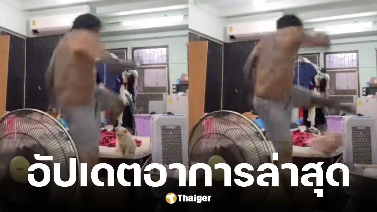 มูลนิธิวอชด็อกอัปเดตอาการน้องแมวถูกชายเตะ