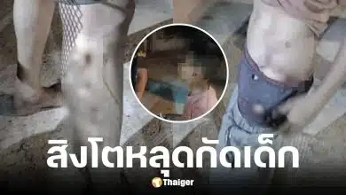 ต้นอ้อ เป็นหนึ่ง สิงโตคนดัง หลุดกรง กัดเด็ก ป.5 เจ็บสาหัส