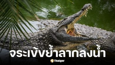 หญิงอินเดียวัย 57 ถูกจระเข้ขย้ำลากลงน้ำขณะซักผ้า