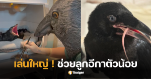 องค์กรอนุรักษ์นก ป้อนอาหาร