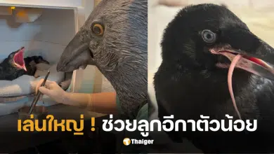 องค์กรอนุรักษ์นก ป้อนอาหาร