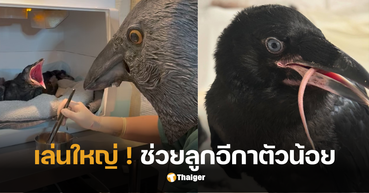องค์กรอนุรักษ์นก ป้อนอาหาร