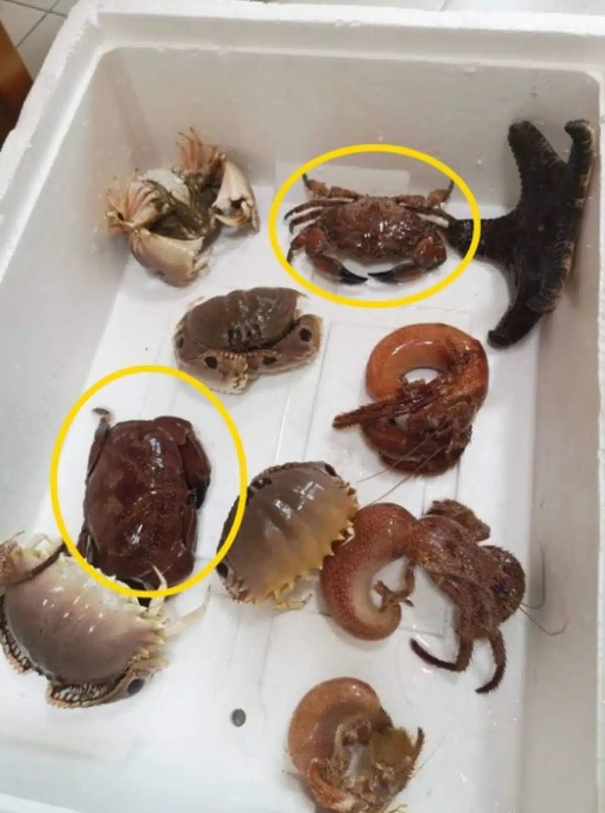 crabs-poisonous-can-kill